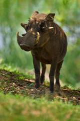 Warthog, brown wild pig with tusk. Close-up detail of animal in nature habitat. Wildlife nature on African Safari,  Mana Pools NP, Zimbabwe.