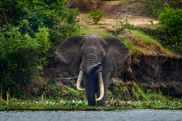 Elephant water walk in the nature habitat. Uganda wildlife, Africa. Elephant in rain. Elephant in...