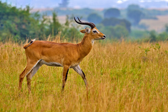 Uganda antelope. Ugandan kob jump, Kobus kob thomasi, rainy day in the savannah. Kob antelope in the green vegetation during the rain, Queen Elizabeth NP in Uganda, Africa. Cute antelope in nature.