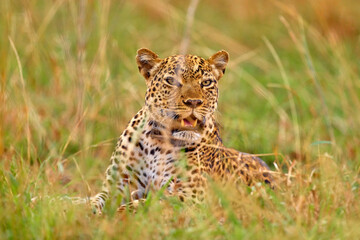 Fototapeta na wymiar Uganda wildlife. Leopard, Panthera pardus shortidgei, hidden head portrait in the nice orange grass, big wild cat in the nature habitat, sunny day on the savannah, Queen Elizabeth NP. Wildlife nature.