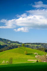 Fototapeta premium tree on in hill in Reutenen, Emmental