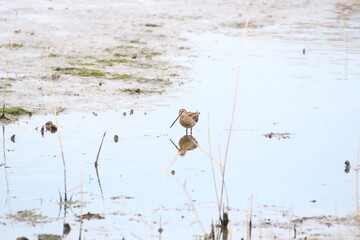 水面に映るタシギ