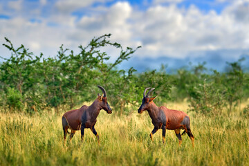 Naklejka na ściany i meble Topi antelope, Damaliscus lunatus jimela, Ishasha, Queen Elizabeth National Park, Uganda in Africa. Two fightTopi antelope in the nature habitat, green grass on the savannah. Wildlife Uganda, blue sky