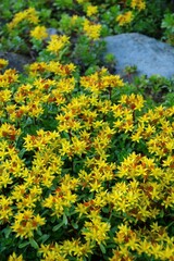 mauerpfeffer  im steingarten