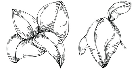 Basil vector isolated. Herbal engraved style illustration. Detailed organic product sketch. The best for design logo, menu, label, icon, stamp.