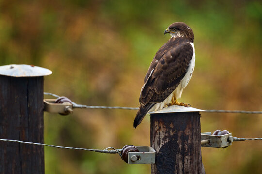 Hawk on fence. Augur Buzzard, Buteo augur, black and white bird of prey in the nature habitat. Sunny day with hawk in Uganda in Africa. Buzzard sitting in the nature habitat, wooden fence.