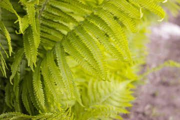 Go green. Green fern tree growing in summer. Fern with green leaves on natural background. Green is the color of spring and hope. Texture backdrop. Wild nature jungles forest.