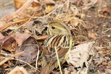 振り向くアオジ