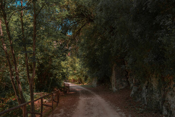 forest path by the river