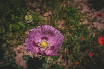 macro of a red tulip with an insect