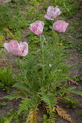 Pink oriental poppy, Papaver orientale
