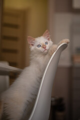 Home life with a pet. Kitten plays on a chair