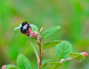 butterfly on a flower