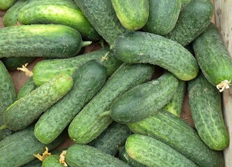 Tasty cucumbers fresh from the market