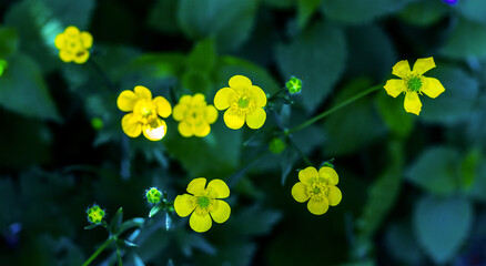 bush of a wild plant of a buttercup acrid (Ranunculus acris) blooming with yellow flowers top view,...