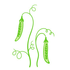 Green pea flat vector doodle illustration. Green vegetables healthy food clipart