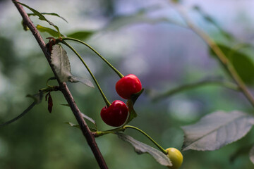 Obraz premium two red cherries on a branch in the shade