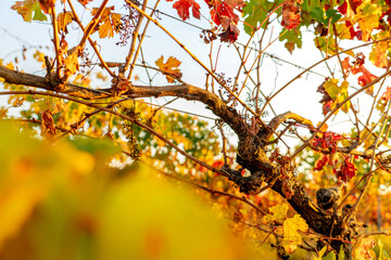 autumn leaves in the vineyard