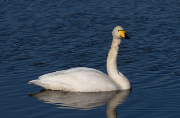 Whooper swan   (Cygnus cygnus) Sångsvan