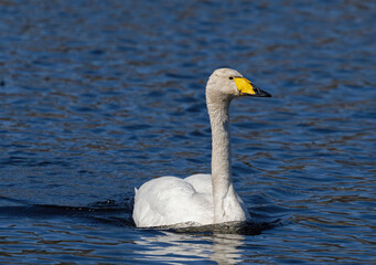 Whooper swan   (Cygnus cygnus) Sångsvan