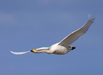 Whooper swan   (Cygnus cygnus) Sångsvan