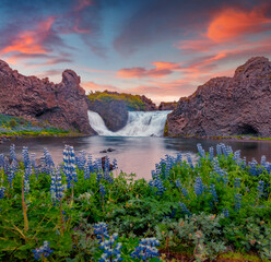 Fototapeta na wymiar Exciting outdoor scene of Hjalparfoss Waterfall. Attractive summer sunset in Iceland, Europe. Blooming lupine flowers on the river shore. Beauty of nature concept background.
