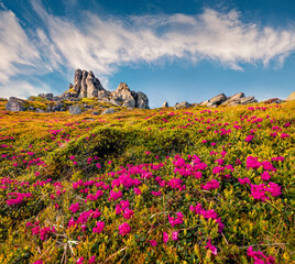 Superb summer view of fields of blooming rhododendron flowers on the hiil of Carpathian mountains,...