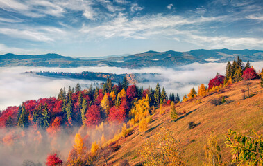 First sunlight glowing foggy hills of mountains. Colorful autumn scene of Carpathian mountains,...