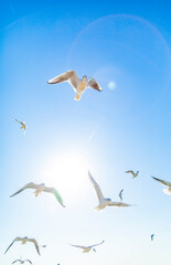 seagulls in the sea