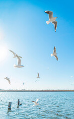 Fototapeta na wymiar seagulls in the sea