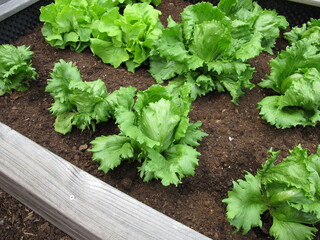 Homegrown Iceberg lettuce in a wooden raised garden