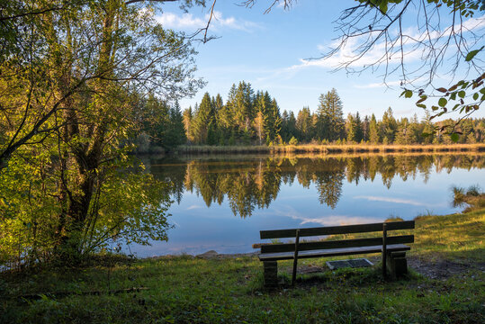 bench at lake shore Mooshamer Weiher, moor lake upper bavaria in autumn