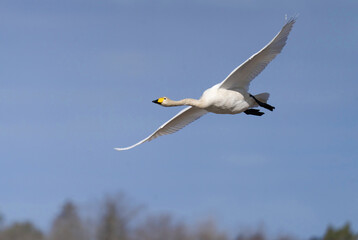Whooper swan   (Cygnus cygnus) Sångsvan