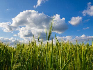 landscape with green field, grain and blue sky