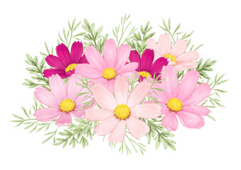 コスモスの水彩イラスト