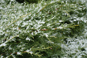 Branches of juniper covered with snow in mid December