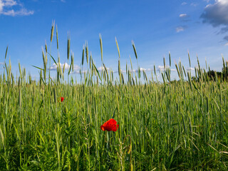 A cornfield with poppies and blue sky