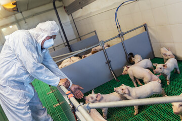  Senior veterinarian is standing at the pig farm and checking on the pig's health © Mediteraneo