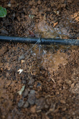 Drip irrigation
