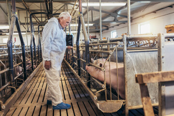  Senior veterinarian is standing at the pig farm and checking on the pig's health