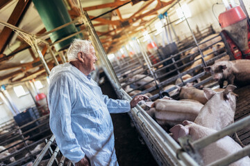  Senior veterinarian is standing at the pig farm and checking on the pig's health