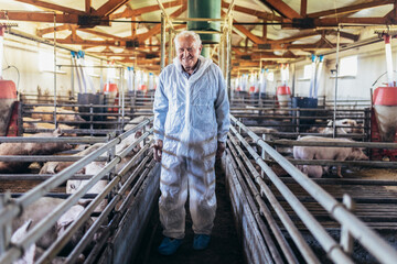  Senior veterinarian is standing at the pig farm and checking on the pig's health