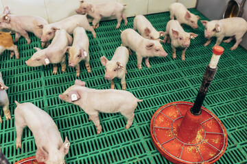 A small piglet in the farm. Swine in a stall.