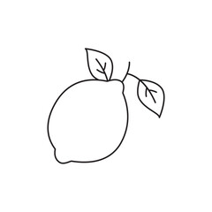 Citrus fruit icon in line style icon, isolated on white background