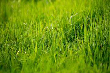 Grass green juicy and fresh texture as background