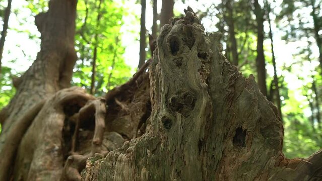 【山形】幻想の森の巨木