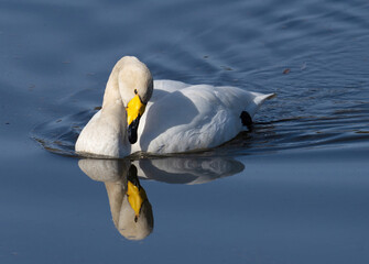 Whooper swan   (Cygnus cygnus) Sångsvan