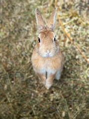 cute rabbit are sitting on the farm eating hay