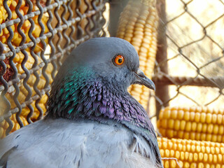 pigeon - closeup view, bird, animal