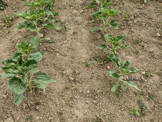 sunflower plants in the ground - agriculture